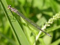 Damsel Fly